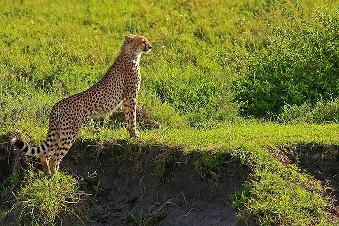 From Arusha: 5 Days Classic Safari Cats, Calves & Crater - Day 3: A full game drive around Lake Ndutu