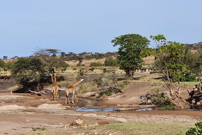 From Arusha: 5 Days Classic Safari Cats, Calves & Crater - Day 4: Ngorongoro Crater and the Big Five search