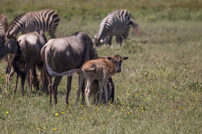 From Arusha: 5 Days Classic Safari Cats, Calves & Crater - Day 5: The three-hour return to Arusha