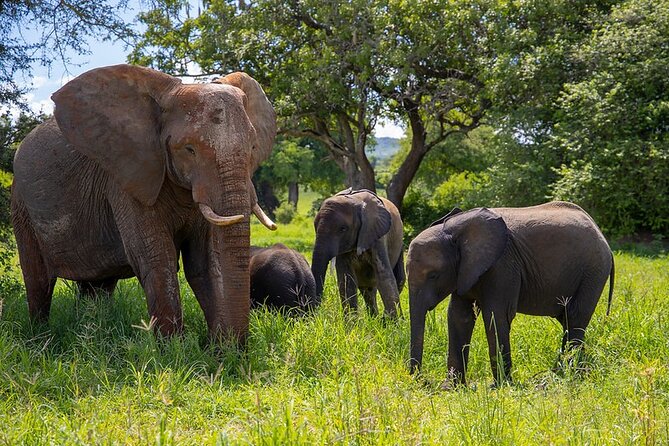 From Arusha: 5 Days Classic Safari Cats, Calves & Crater - Day 2: Through Ngorongoro toward Ndutu