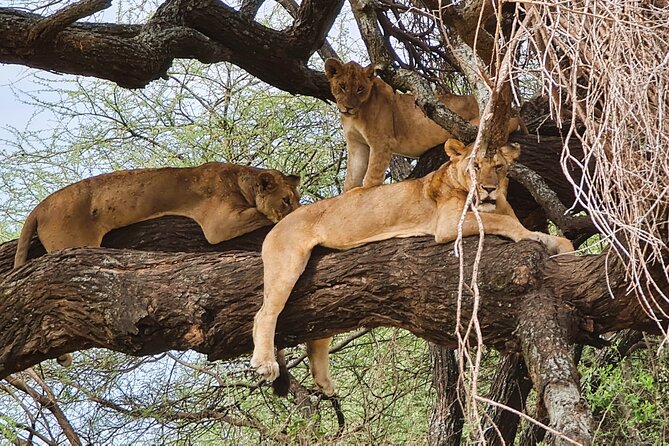 From Arusha: 6 Day Classic Game Drive Serengeti & Ngorongoro - What the $2,864 price really covers