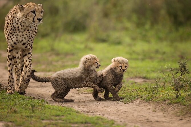 From Arusha: 6 Day Classic Game Drive Serengeti & Ngorongoro - Day three: a full day around Ndutu