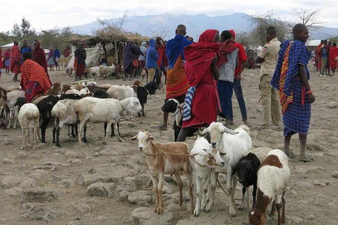 From Arusha: 7 Days Classic Safari Central Northern Circuit - Day 3: Flamingos and tree-climbing lions at Lake Manyara