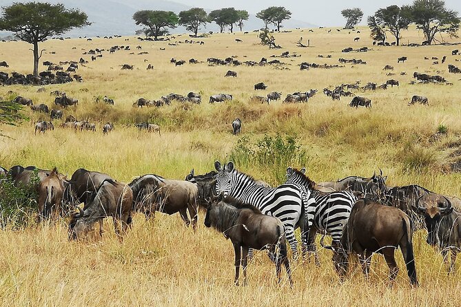 From Arusha: 9 Days Private Guided Classic Game Drive in Tanzania - Key details at a glance