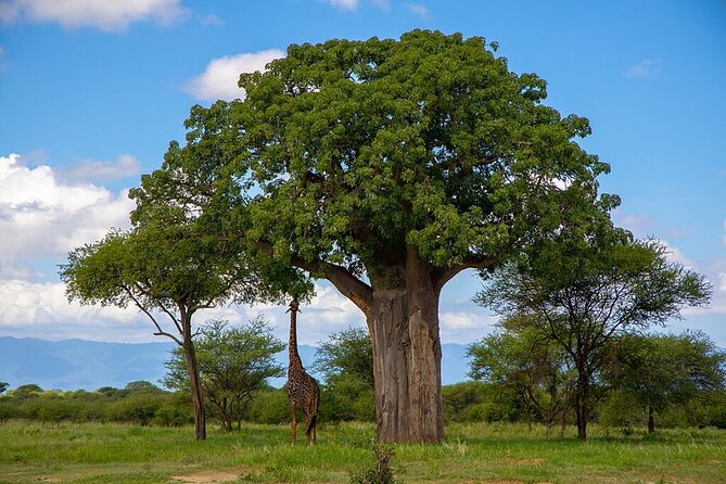 From Arusha: 9 Days Private Guided Classic Game Drive in Tanzania - Why this northern Tanzania route works
