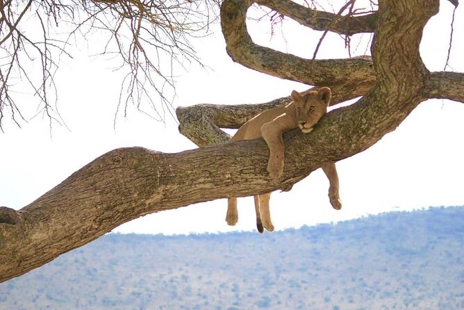 From Arusha: 9 Days Private Guided Classic Game Drive in Tanzania - Day 9: Karatu back to Arusha
