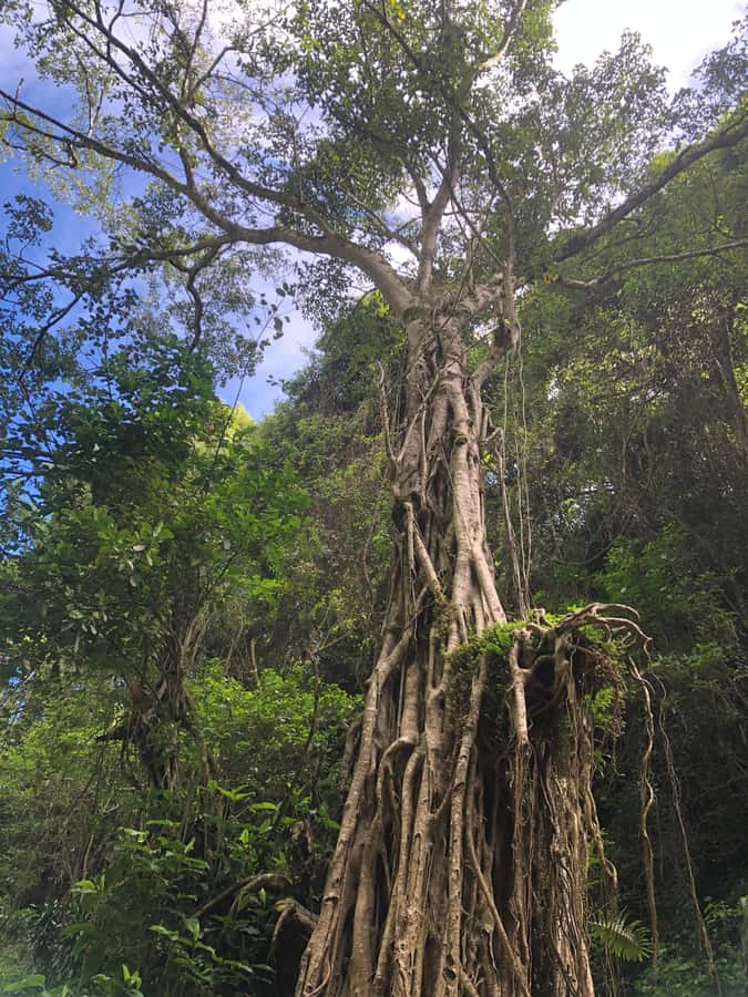 From Arusha: Coffee Farm and Mangalia Waterfalls Tour - Who should book this four-hour tour?