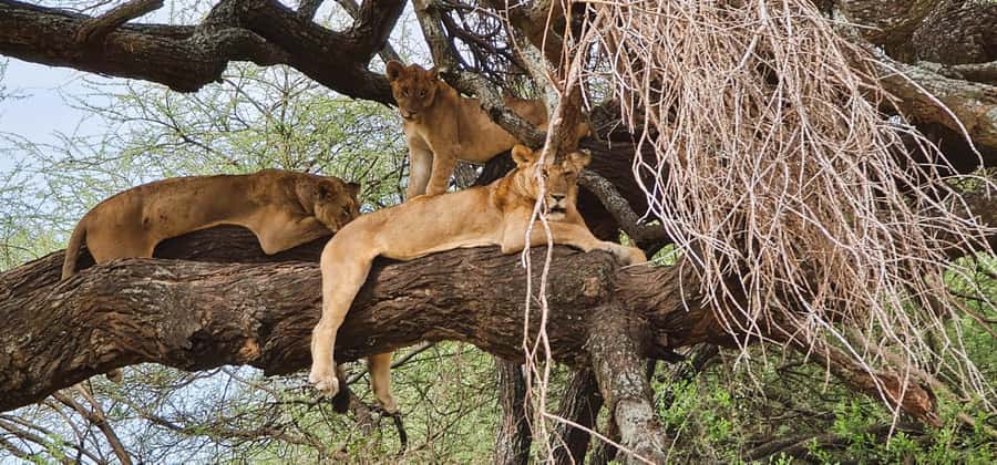From Arusha: Day Trip to Lake Manyara National Park - Key Points At A Glance