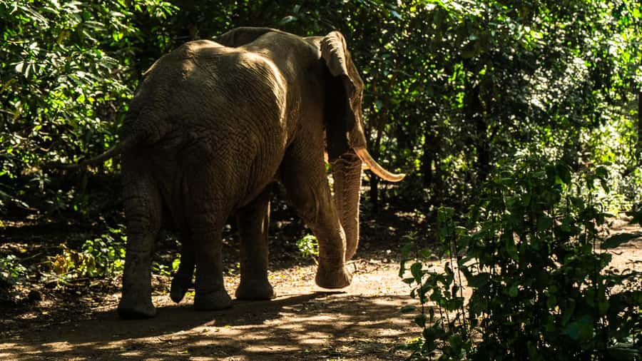 From Arusha: Day Trip to Lake Manyara National Park - Why Lake Manyara Works As A One-Day Safari