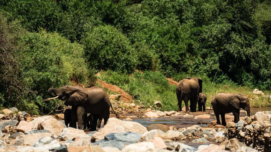 From Arusha: Day Trip to Lake Manyara National Park - Entering The Groundwater Forest