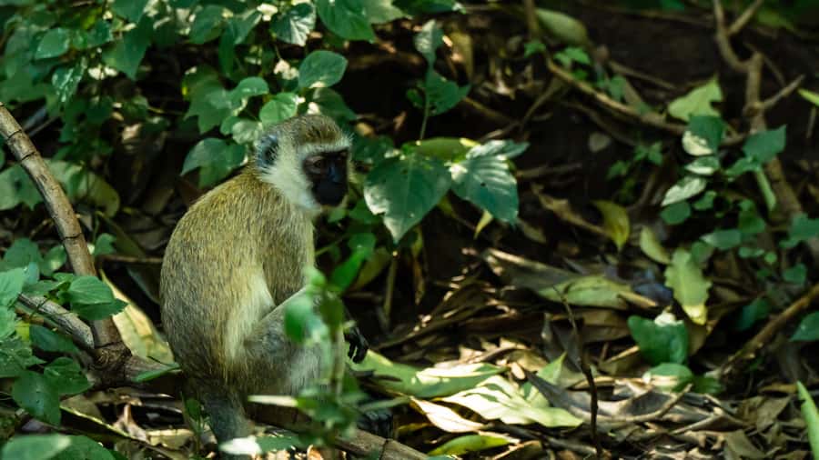 From Arusha: Day Trip to Lake Manyara National Park - Who Will Enjoy This Safari Most?