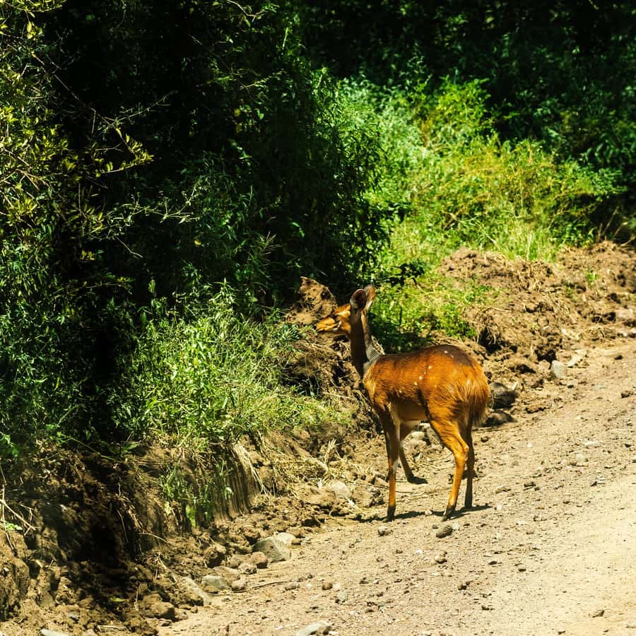 From Arusha: Day Trip to Lake Manyara National Park - Practical Details Before You Book