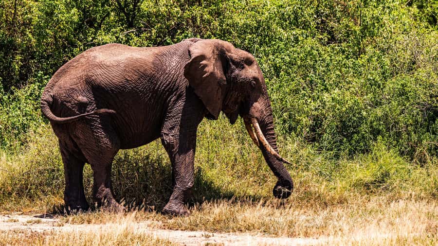 From Arusha: Day Trip to Lake Manyara National Park - Leaving Arusha In A Safari Jeep