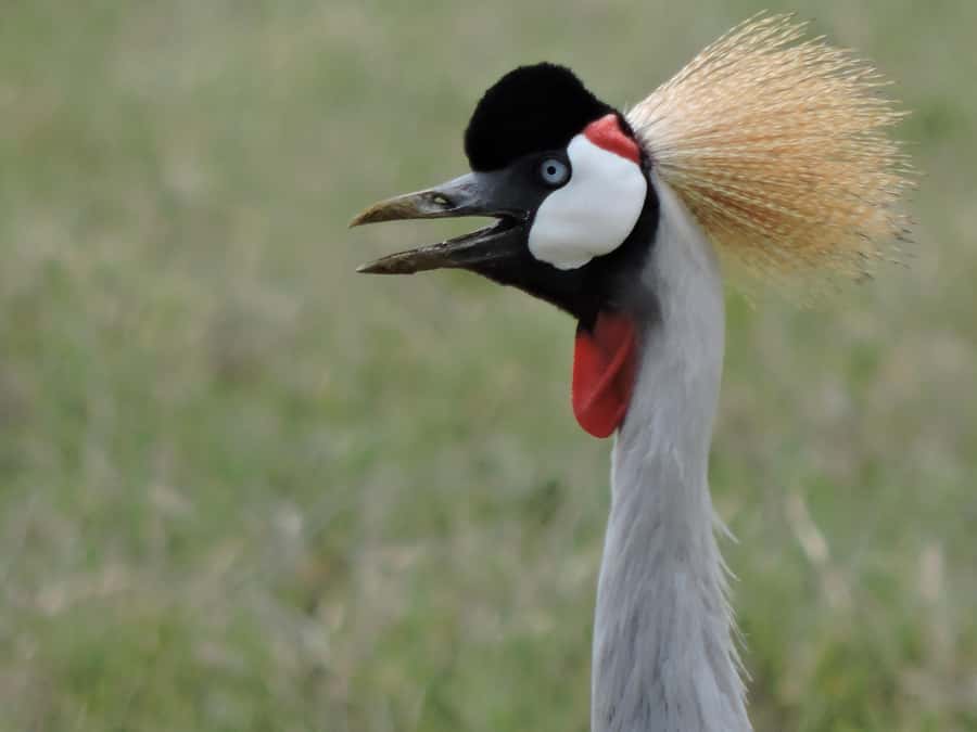 From Arusha/Karatu: Ngorongoro Crater Day Trip with Lunch - Key points to know before booking
