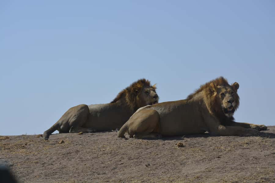From Arusha/Karatu: Ngorongoro Crater Day Trip with Lunch - Why Ngorongoro Crater works so well for a one-day safari