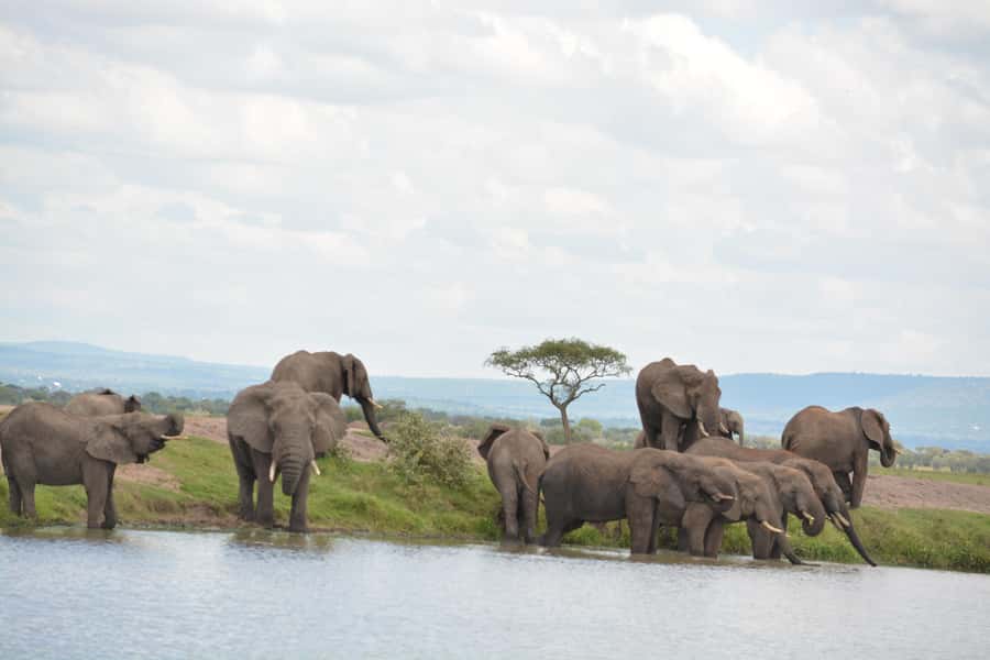 From Arusha/Karatu: Ngorongoro Crater Day Trip with Lunch - Entering the crater for the main game drive
