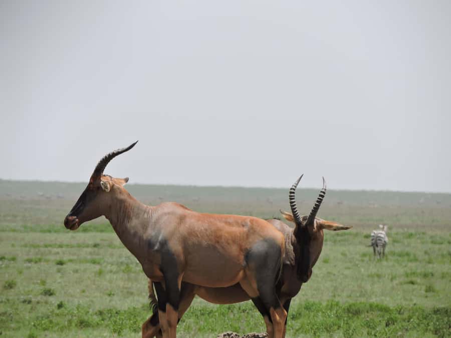 From Arusha/Karatu: Ngorongoro Crater Day Trip with Lunch - A picnic lunch inside the crater