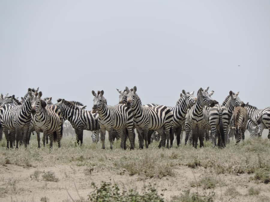 From Arusha/Karatu: Ngorongoro Crater Day Trip with Lunch - Who should choose this Ngorongoro trip