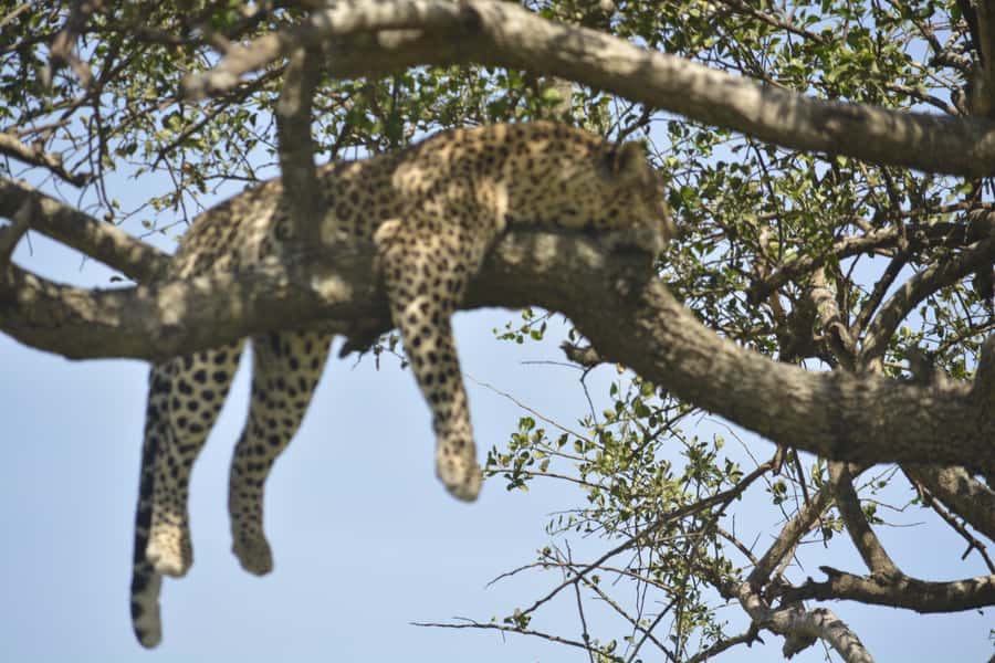 From Arusha/Karatu: Ngorongoro Crater Day Trip with Lunch - Starting from Arusha, Karatu, or an airport