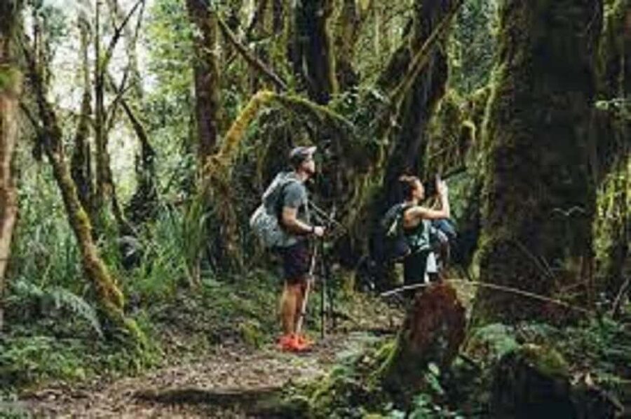 From Arusha/Moshi: Kilimanjaro Hike Marangu Route Day Trip - Key points before you book