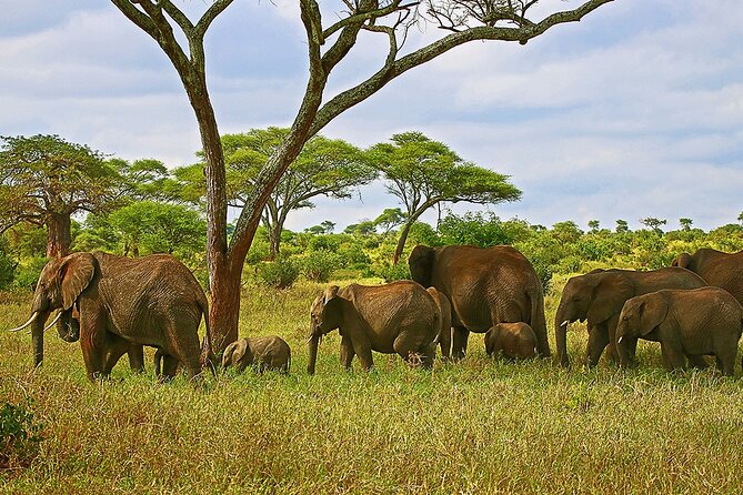 From Arusha: Tarangire and Ngorongoro Crater 3-Day Private Safari - Day two: a full day inside Ngorongoro Crater
