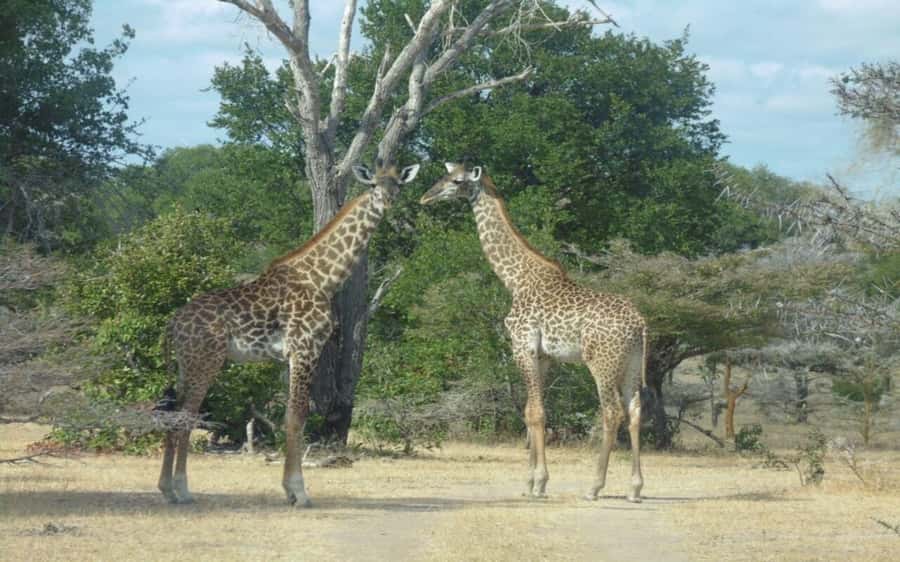 From Dar Es Salaam: Mikumi National Park 2 Nights and 3 Days - Key things to know before booking