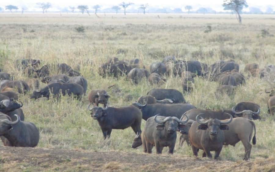 From Dar Es Salaam: Mikumi National Park 2 Nights and 3 Days - Why Mikumi works well from Dar es Salaam
