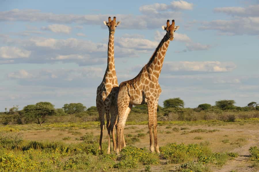 From Dar es Salaam: Mikumi National Park Day Trip - Key points to know before booking