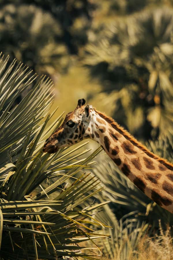 From Dar es Salaam: Mikumi National Park Day Trip - Why Mikumi works as a one-day safari