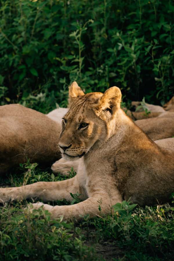 From Dar es Salaam: Mikumi National Park Day Trip - SGR to Morogoro, then onward by road