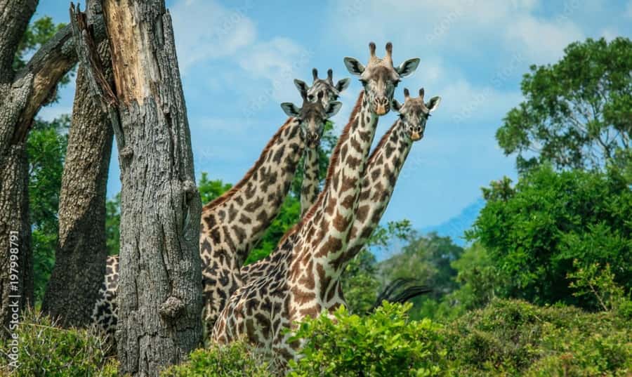 From Dar es Salaam: Mikumi National Park Day Trip - Entering Mikumi National Park