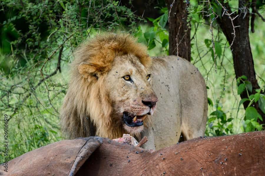 From Dar es Salaam: Mikumi National Park Day Trip - Buffet lunch and the Tree of Life photo stop