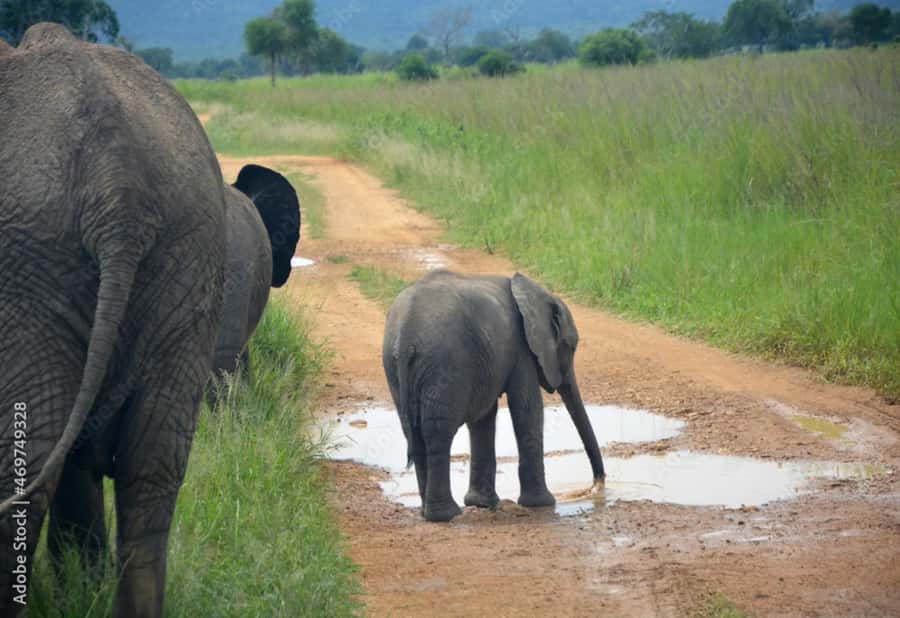 From Dar es Salaam: Mikumi National Park Day Trip - The return to Dar es Salaam