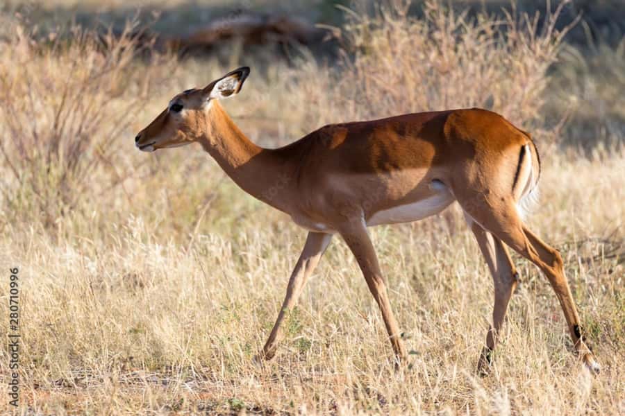 From Dar es Salaam: Mikumi National Park Day Trip - Is $280 good value?