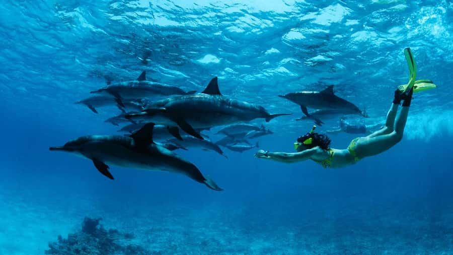 From Kendwa: Mnemba Boat Trip and Dolphin Snorkel Adventure - What swimming with dolphins is really like