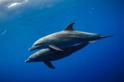Mnemba Boat Trip and Dolphin Snorkel Adventure