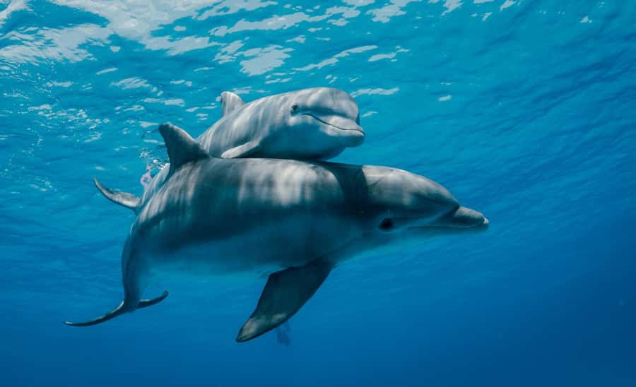 From Kendwa: Mnemba Boat Trip and Dolphin Snorkel Adventure - Who should book this boat trip?