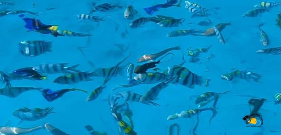 From Kendwa/Nungwi: Mnemba Dolphins with Snorkel Tour - The essential points at a glance