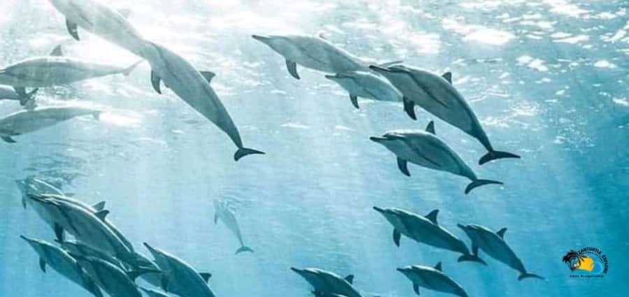 From Kendwa/Nungwi: Mnemba Dolphins with Snorkel Tour - Snorkeling the coral reefs of Mnemba Atoll