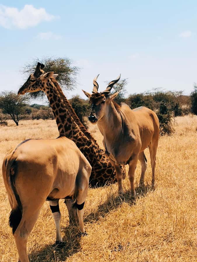 From Moshi or Arusha: Serval Wildlife Sanctuary Trip - The sanctuary’s animal welfare approach