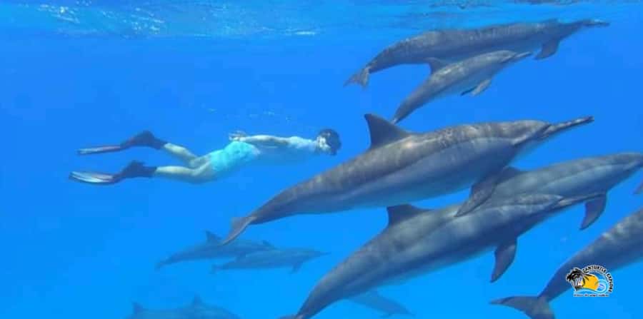 From Nungwi/Kendwa: Mnemba Atoll Starfishes & Dolphins Tour - Leaving From Nungwi or Muyuni Beach