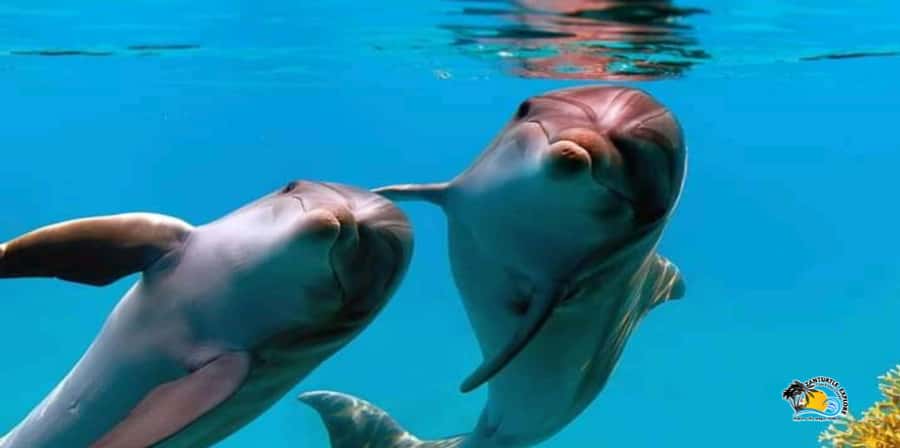 From Nungwi/Kendwa: Mnemba Atoll Starfishes & Dolphins Tour - Guides, Languages, and Communication