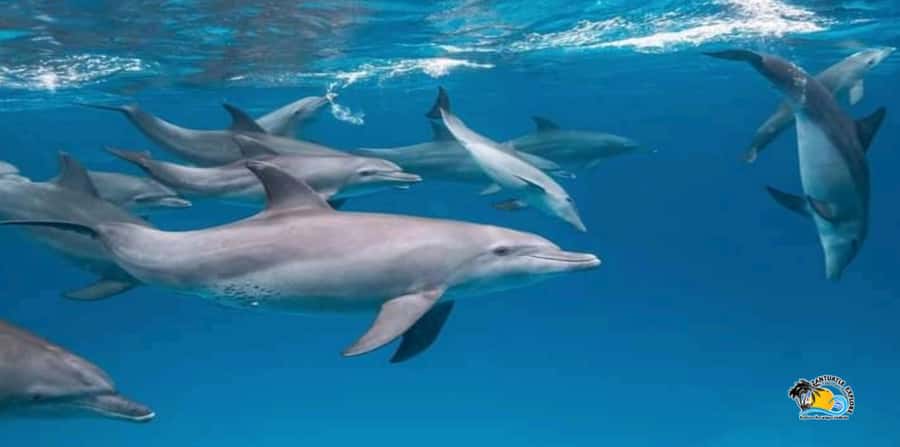 From Nungwi/Kendwa: Mnemba Atoll Starfishes & Dolphins Tour - The Main Strengths and Weak Points
