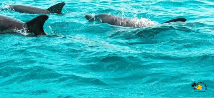 From Nungwi/Kendwa: Mnemba Atoll Starfishes & Dolphins Tour - The Dolphin Stop Comes With a Serious Question