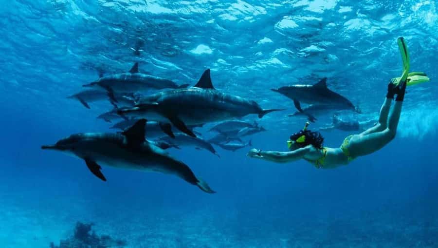 From Nungwi : Mnemba Boat Trip and Dolphin Snorkel Adventure - Mnemba’s coral reef and colorful fish