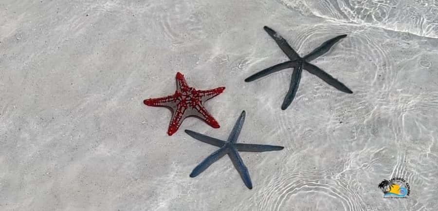 From Nungwi: Mnemba Island Dolphin Watching and Snorkeling - Key points before you book