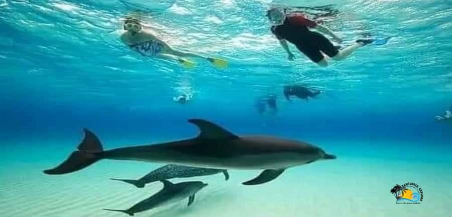 From Nungwi: Mnemba Island Dolphin Watching and Snorkeling - Snorkeling around Mnemba Island