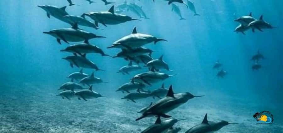 From Nungwi: Mnemba Island Dolphin Watching and Snorkeling - The dolphin search near Mnemba