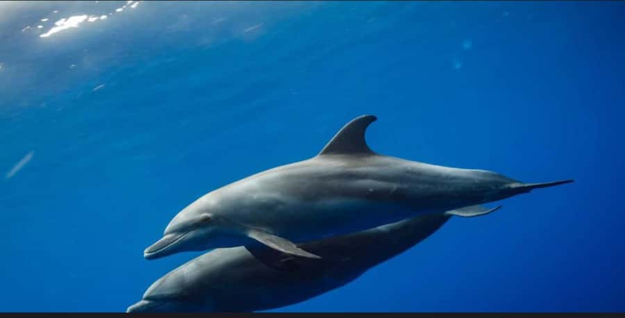 FROM NUNGWI; MNEMBA SNORKELING AND DOLPHIN TOUR - Setting Out From Nungwi Beach