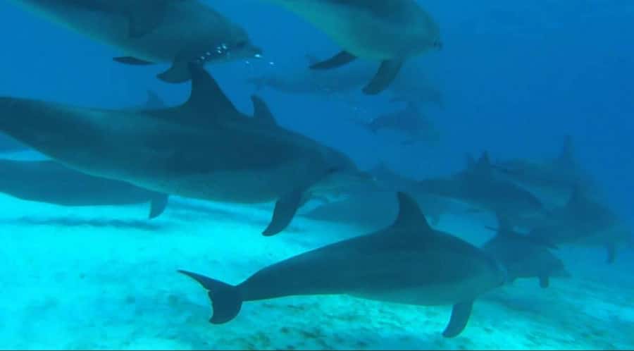 FROM NUNGWI; MNEMBA SNORKELING AND DOLPHIN TOUR - Seeing Dolphins Near Their Natural Habitat